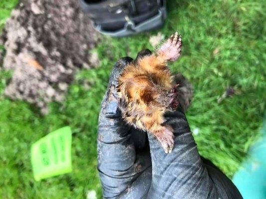 Wildlife Animal Control