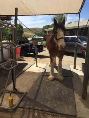 Goldenstate Horseshoeing