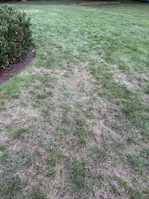 This sod was laid last November and has been lush and green until their most recent "weed reduction"