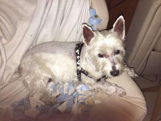 I said I wanted a bath and trim to shape up! He shaved his back and neck so close I have to limit his walks so he doesn't get sunburned!