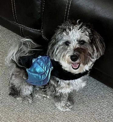 Puppy Prep By Steele