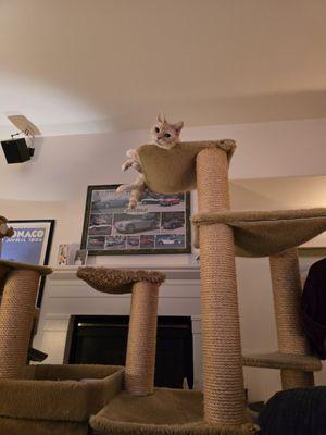 Chico Hospital for Cats