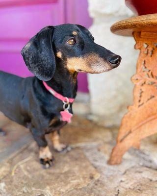 Hill Country Pet Boarding