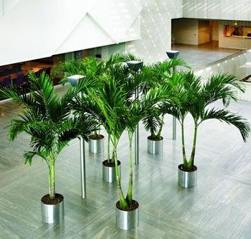Green Life Tropicals