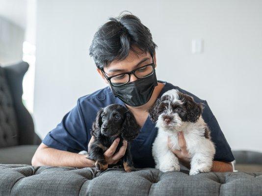 Your Pets Vets Woodlands