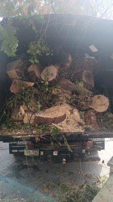 Lima V Tree Services Landscape