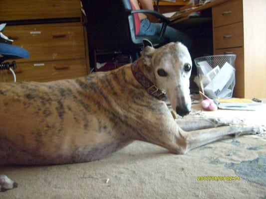 Petsfirst Petsitting Service Inc