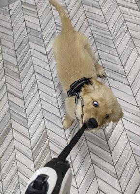 Heckin Good Dog Training