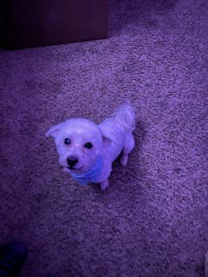 Magikal Hands Grooming, Boarding, & Doggie Daycare