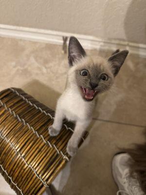 Converse Animal Shelter