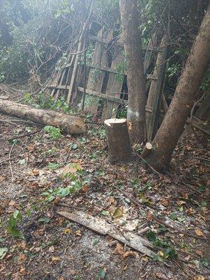 Johnson's Tree Service