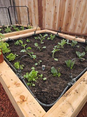 Felix The Agronomist