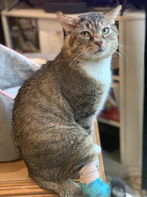 Walnut Valley Animal Hospital