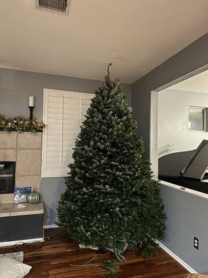 Aerni family Christmas trees