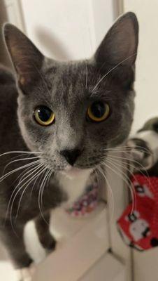 the babygirl they killed and sent home with internal bleeding