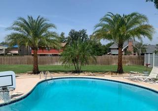 Nothing takes your pool from ordinary to oasis like Phoenix Sylvester and Robellini Date Palms