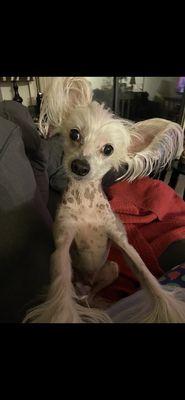 Harrison Animal Clinic