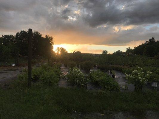 Pembroke Landscaping