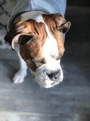 Somis Veterinary Hospital