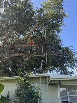 Bella’s Vision Services