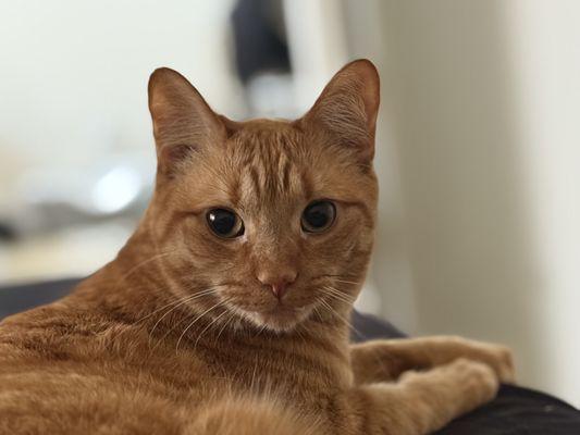 Kitty's And Friends Care