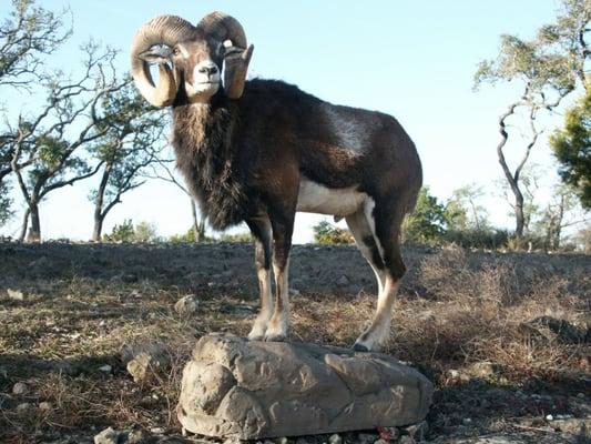 Billington Ranch Taxidermy