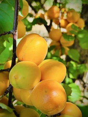 Pacific Star Gardens