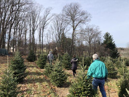 Hirt Tree Farm