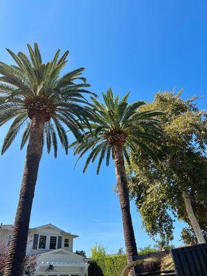 Date Palm Tree Trimming- Sherman Oaks, CA