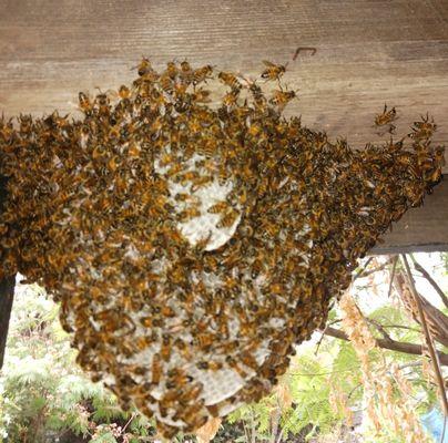 A Bee Removal
