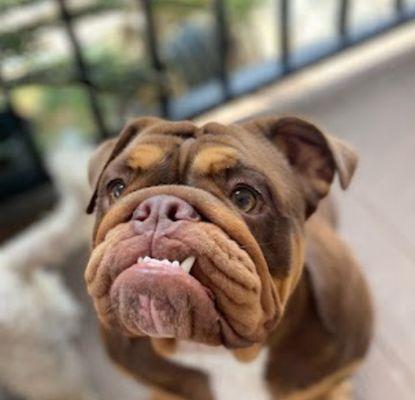 Norwalk Animal Hospital