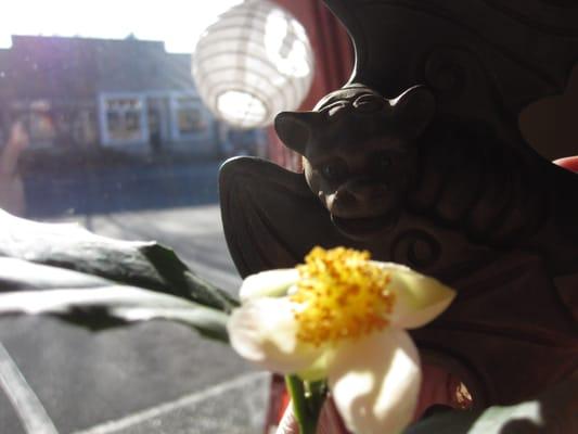 The tea plant (Camellia sinensis) blooming in the window of the shop.