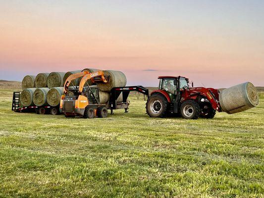 Hay and Silage