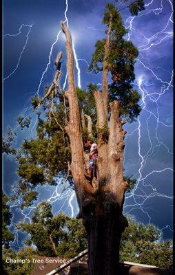 Champ’s Tree Service