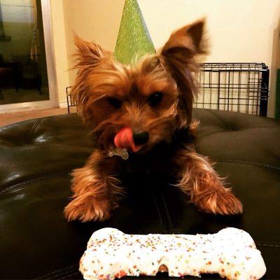 Pet's Hotel & Day Care