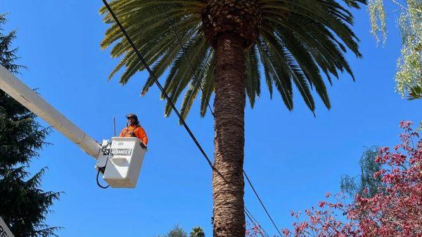 Riccabona's Landscape & Tree Service