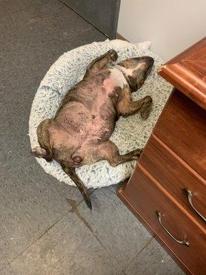 Dog tired from a full day of play at Dogtopia!! 3