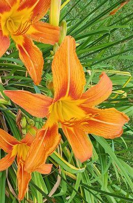 Sarah's Nutrition and Health Coaching