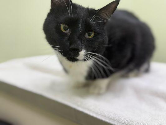 Archibald Pet Hospital