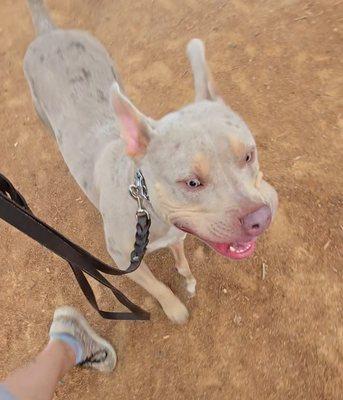 Heather's K-9 Community