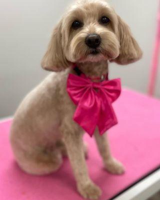 Muddy Paws Pet Emporium