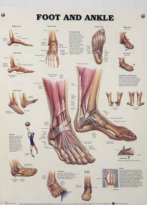 A chart describing parts of the foot and ankle