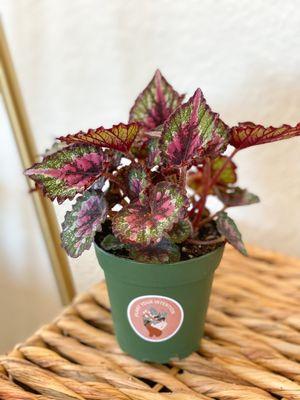 Plant Your Intention