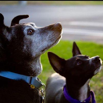 The Healing Tree Cannabis Dispensary