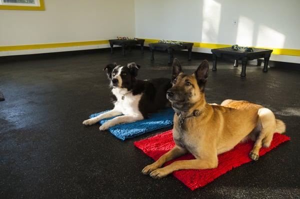 You and Your Dog Training & Services