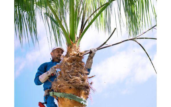 Vero Beach Tree Pros