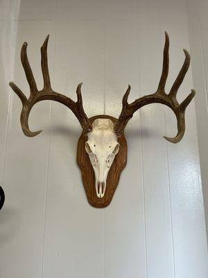 Schulenburg Livestock Auction