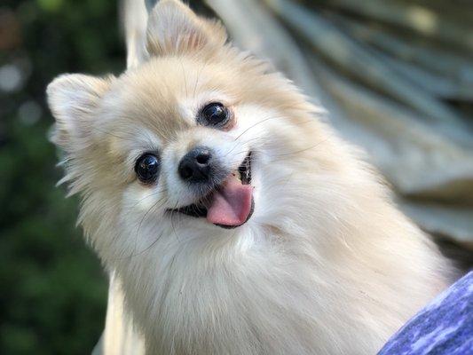 Fresh from the groomers!