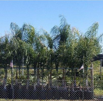 Palms, all your landscaping needs lots of tropical plants we also carry fruit trees of all kind..