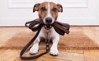 Potty Time Dog Walking and Pet Sitting